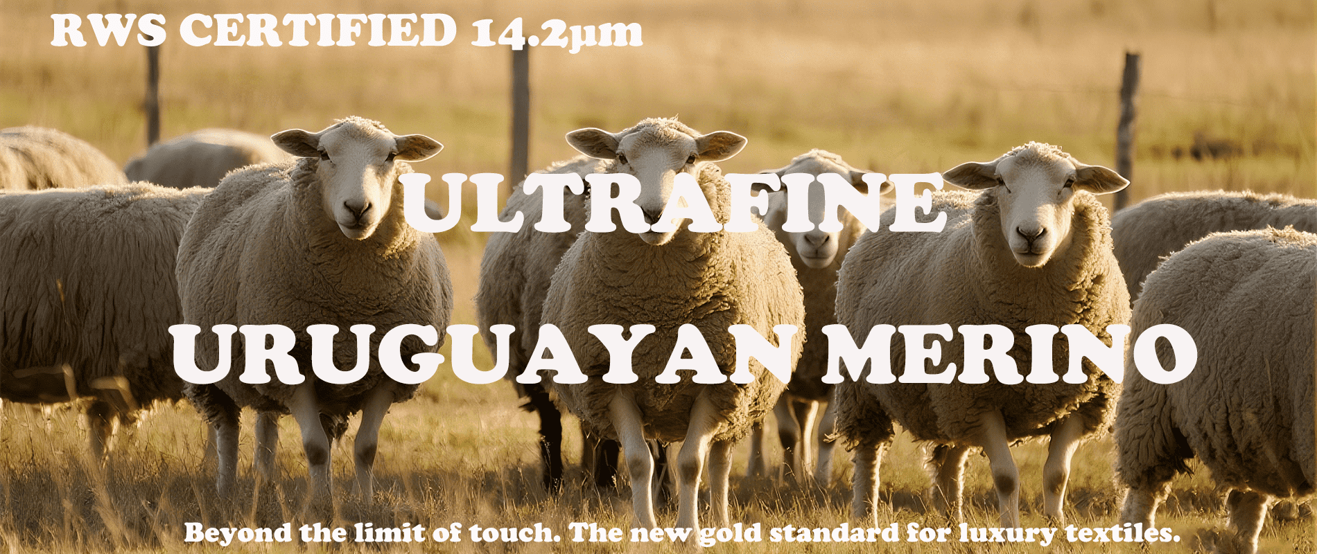rws-14μm-uruguayan-merino-wool rws 14.2μm uruguayan merino wool